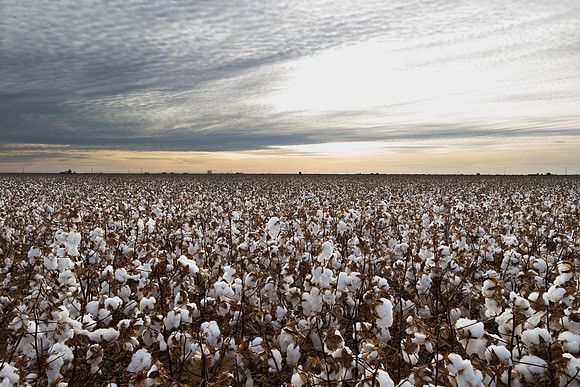 RRXCottonTexas_cdp_890
