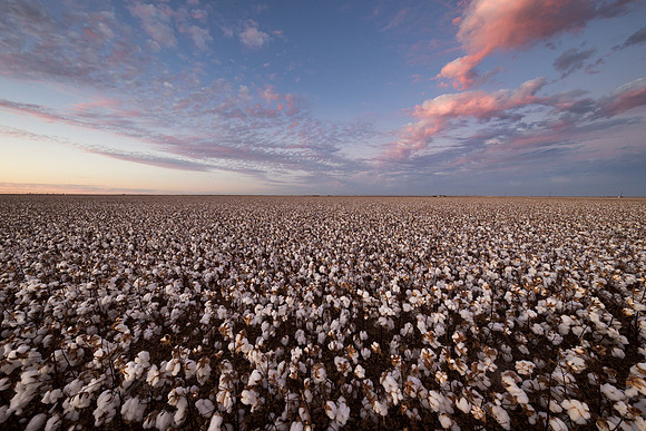 RRXCottonTexas_cdp_694