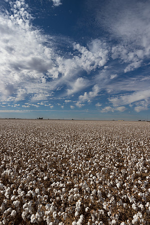 RRXCottonTexas_cdp_7