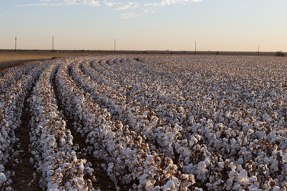 RRXCottonTexas_cdp_481
