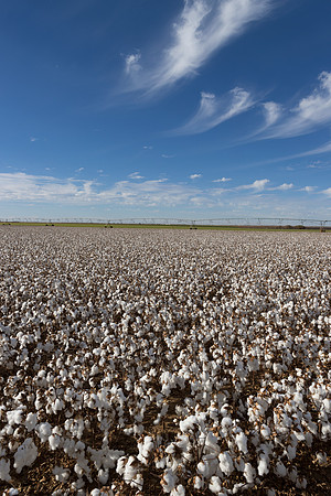 RRXCottonTexas_cdp_216