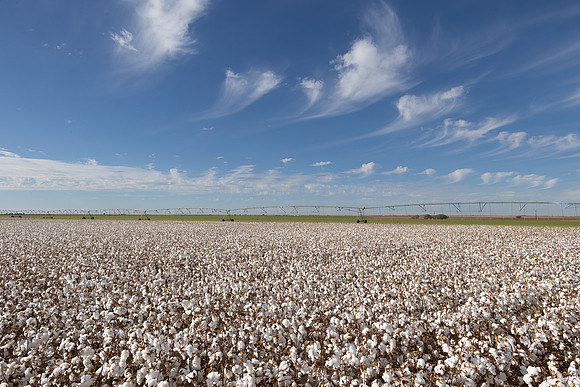 RRXCottonTexas_cdp_170