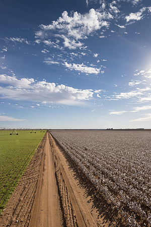 RRXCottonTexas_cdp_287