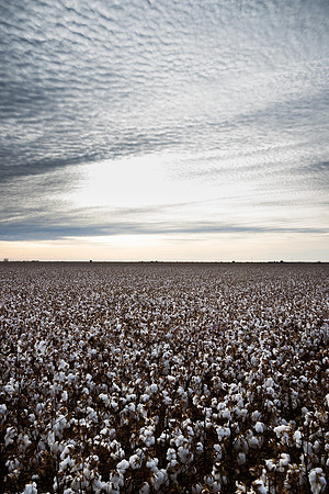 RRXCottonTexas_cdp_878
