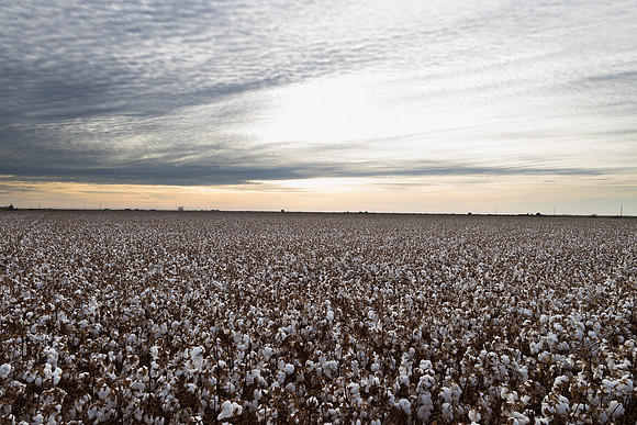 RRXCottonTexas_cdp_884