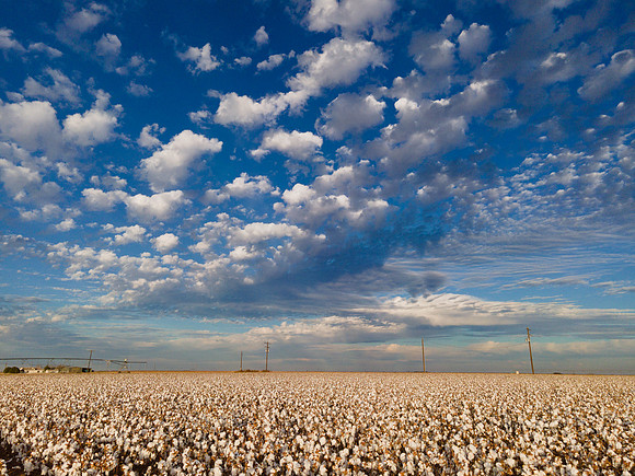 RRXCottonTexas_cdp_327