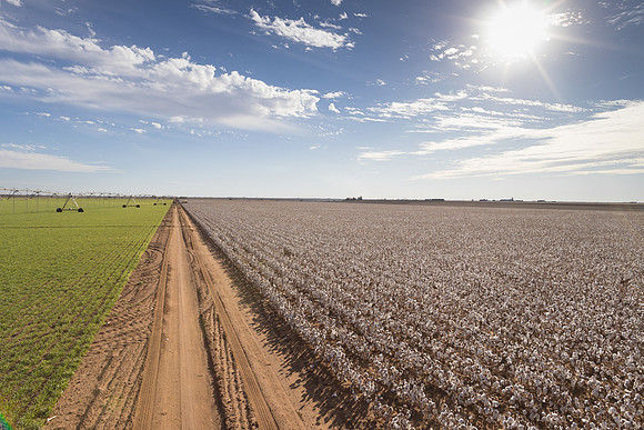 RRXCottonTexas_cdp_258
