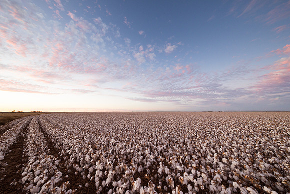 RRXCottonTexas_cdp_688