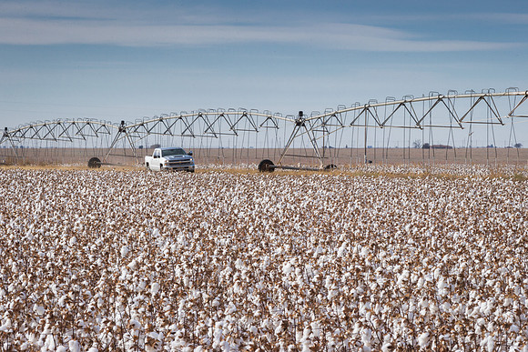 RRXCottonTexas_cdp_1092