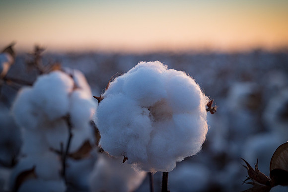 RRXCottonTexas_cdp_568