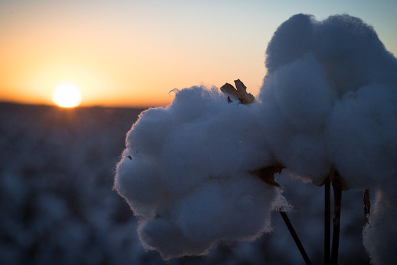 RRXCottonTexas_cdp_626