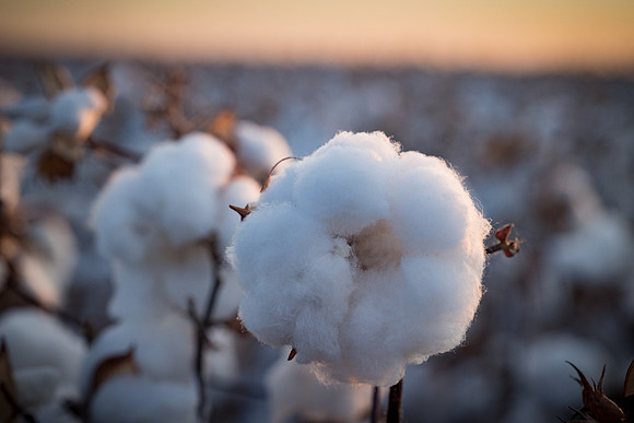 RRXCottonTexas_cdp_562