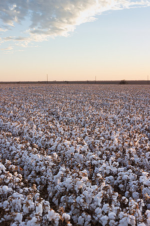 RRXCottonTexas_cdp_549