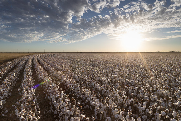 RRXCottonTexas_cdp_390