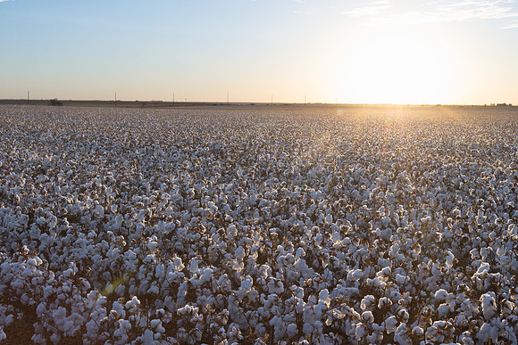 RRXCottonTexas_cdp_485