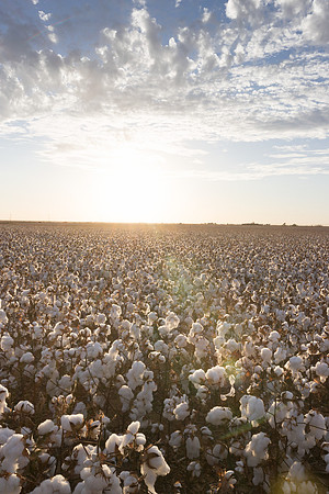 RRXCottonTexas_cdp_418