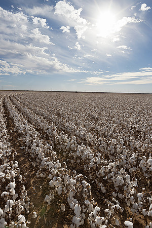 RRXCottonTexas_cdp_198