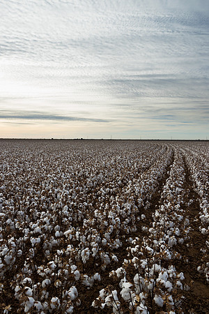 RRXCottonTexas_cdp_862