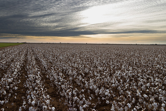 RRXCottonTexas_cdp_851