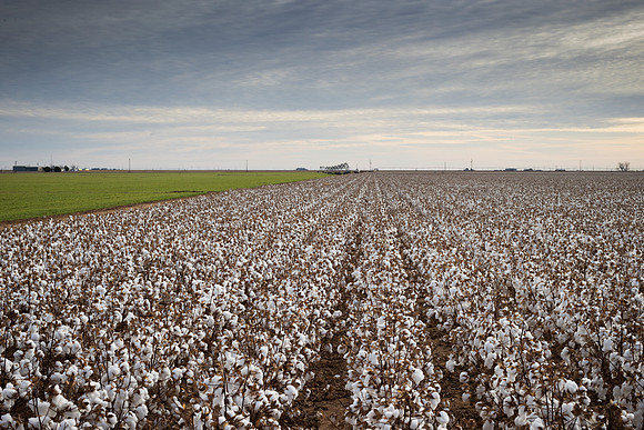RRXCottonTexas_cdp_999