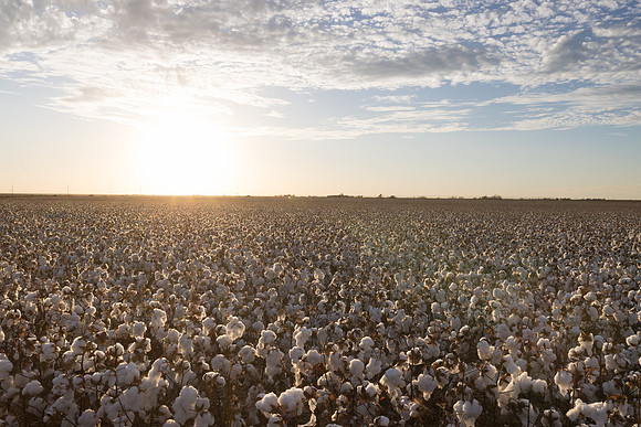 RRXCottonTexas_cdp_429