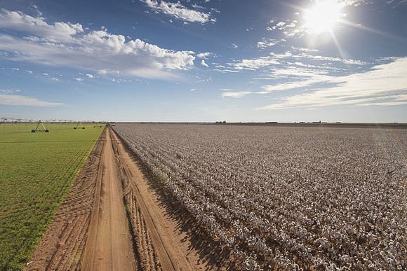 RRXCottonTexas_cdp_283