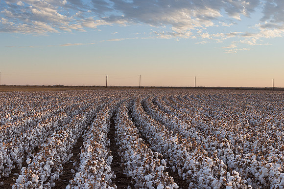 RRXCottonTexas_cdp_527