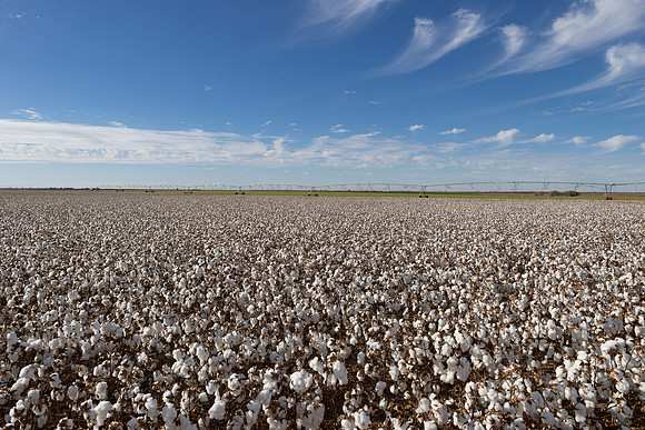 RRXCottonTexas_cdp_208