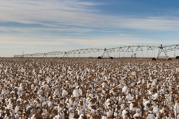 RRXCottonTexas_cdp_1031
