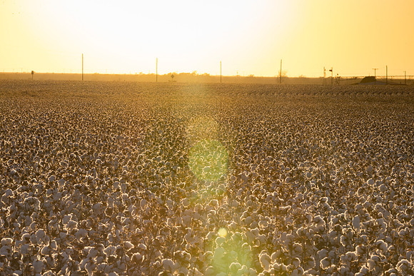 RRXCottonTexas_cdp_437