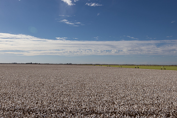 RRXCottonTexas_cdp_226