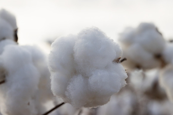 RRXCottonTexas_cdp_361