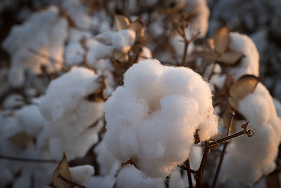 RRXCottonTexas_cdp_558
