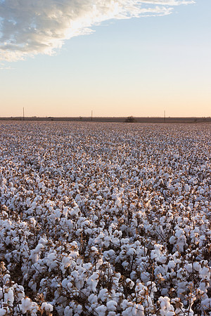RRXCottonTexas_cdp_550