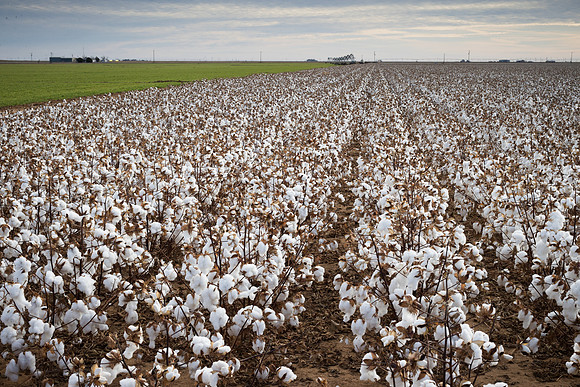 RRXCottonTexas_cdp_1003