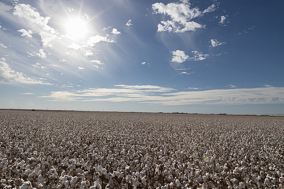 RRXCottonTexas_cdp_185