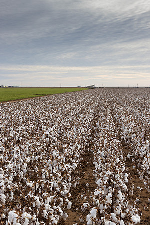 RRXCottonTexas_cdp_990