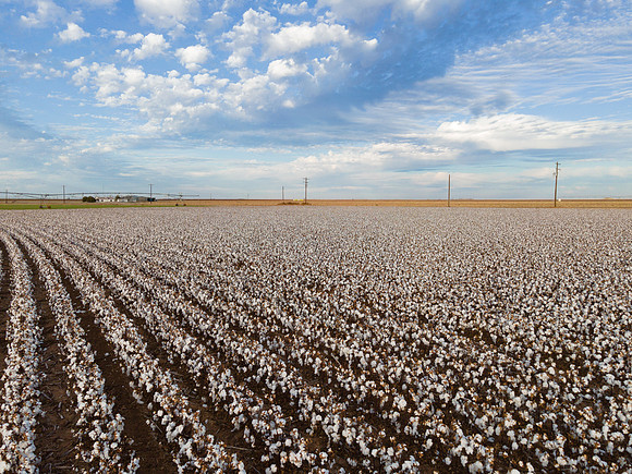 RRXCottonTexas_cdp_316
