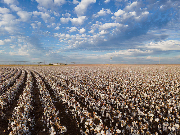 RRXCottonTexas_cdp_329