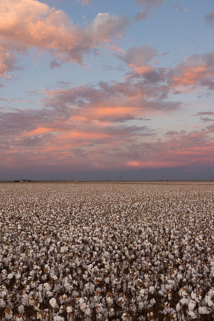 RRXCottonTexas_cdp_663