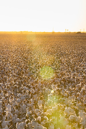 RRXCottonTexas_cdp_452
