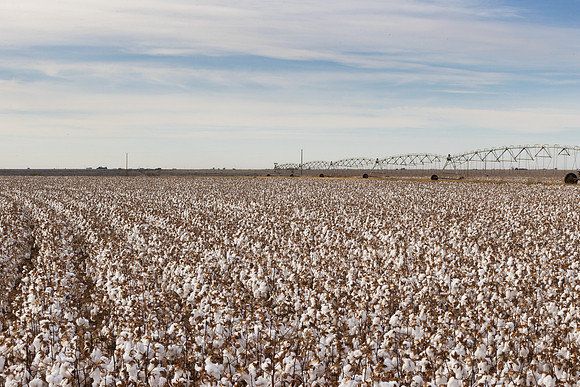 RRXCottonTexas_cdp_1039