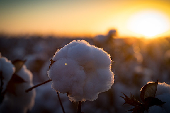 RRXCottonTexas_cdp_577