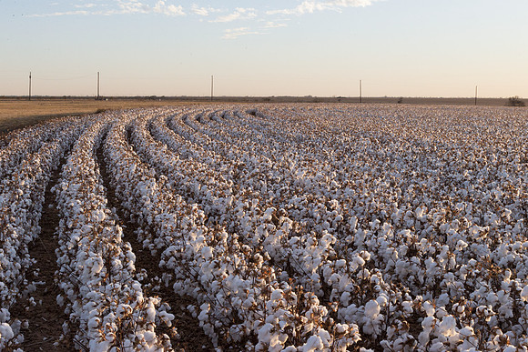 RRXCottonTexas_cdp_480