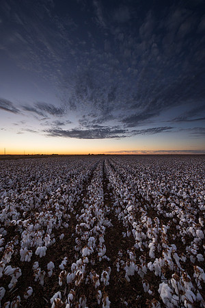 RRXCottonTexas_cdp_722