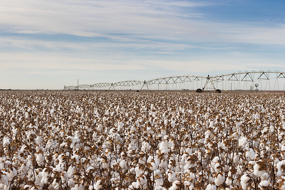 RRXCottonTexas_cdp_1024