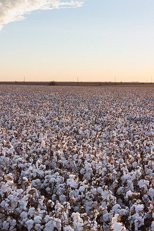 RRXCottonTexas_cdp_553