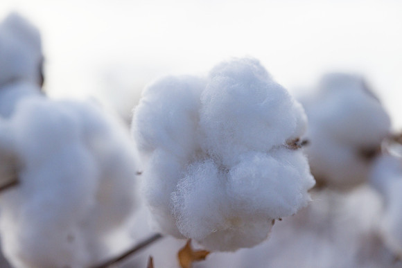 RRXCottonTexas_cdp_347