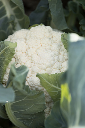 Cauliflower_SV1473AC_CA_0008