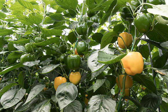 Peppers_DR8261PB_0077